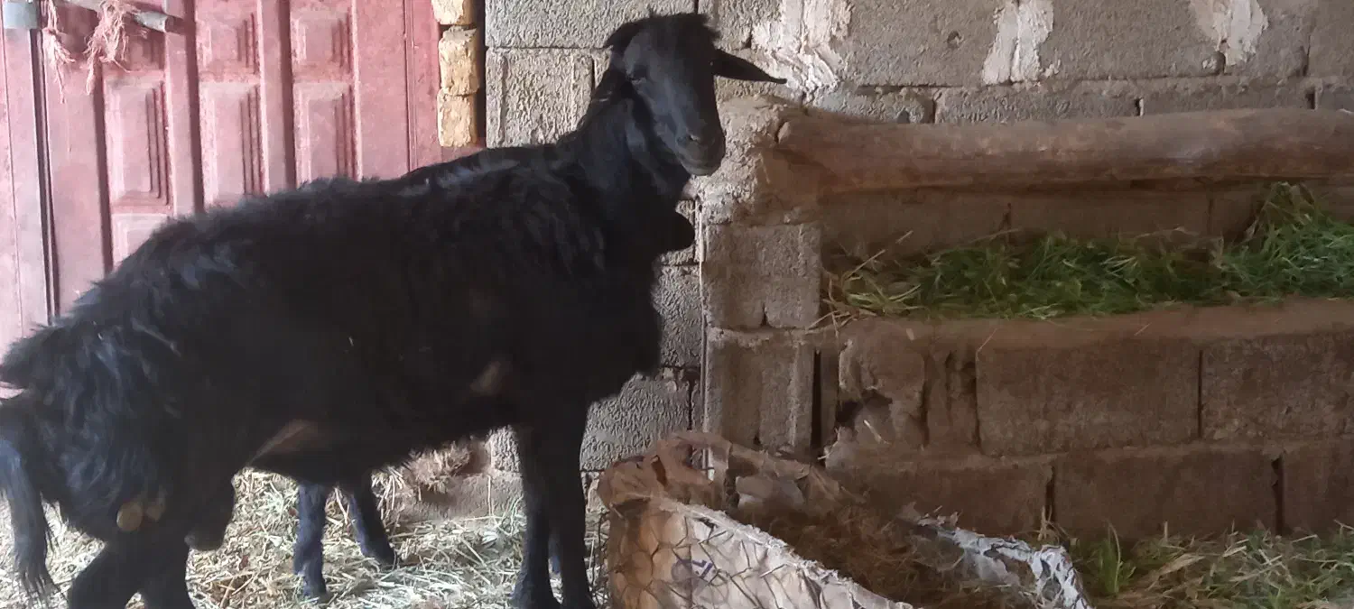 قوچ قزل|حیوانات مزرعه|آسارا, |دیوار