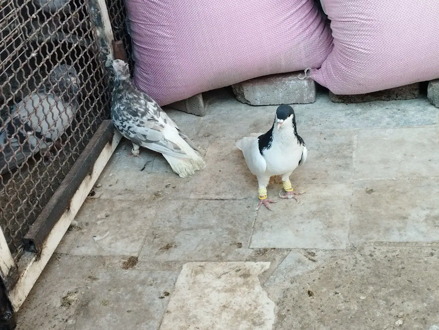 هفرنگ دمسفیدماده|پرنده|محمدیه-قزوین, |دیوار