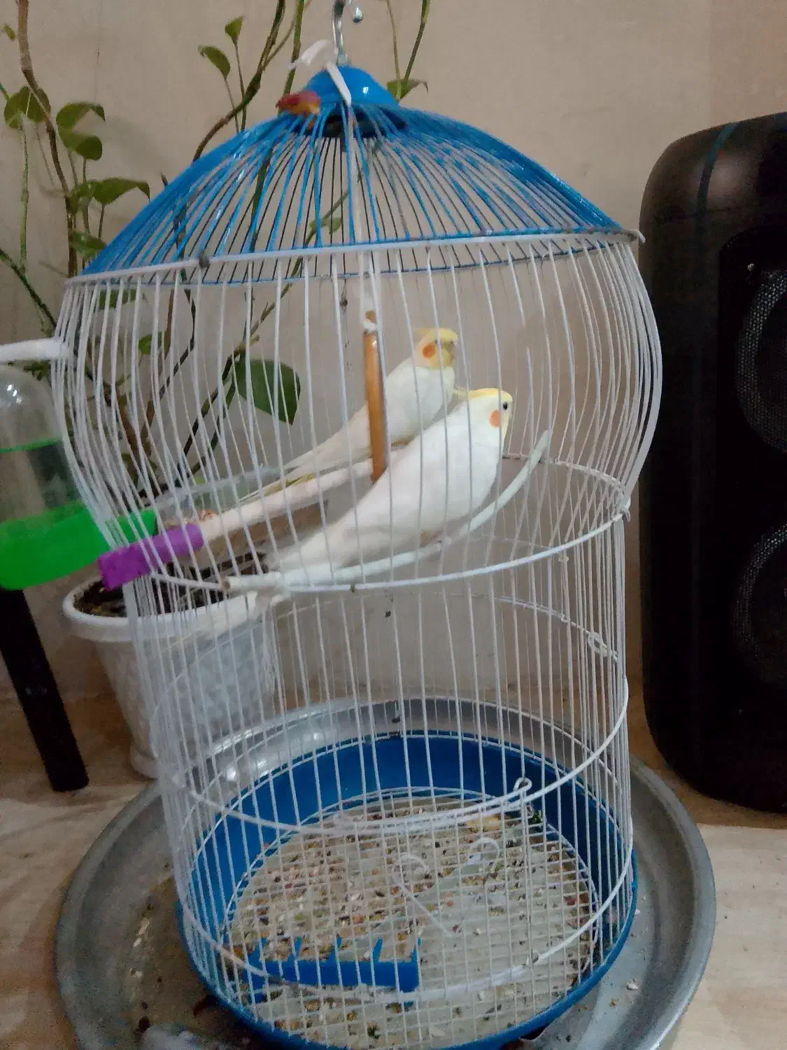 یک جفت عروس هلندی|پرنده|بومهن, |دیوار