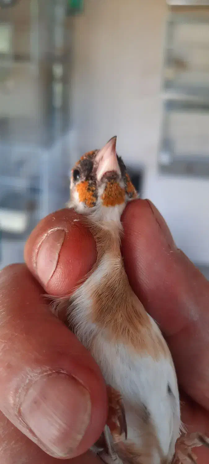 سهره و قناری|پرنده|دماوند, دماوند|دیوار