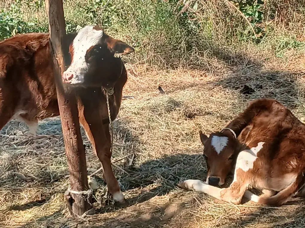 فروش گوساله جرسی نر با قیمت مناسب|حیوانات مزرعه|بندرعباس, |دیوار