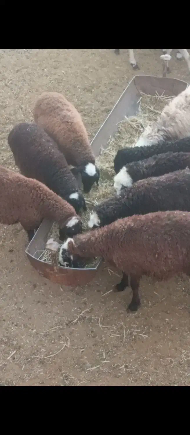 تعدادی بره|حیوانات مزرعه|محلات, |دیوار