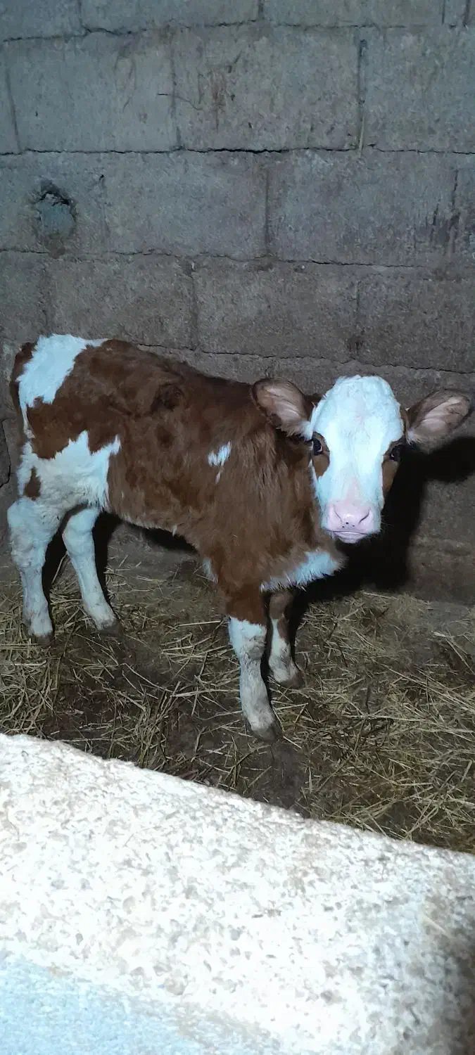 گوساله ماده مونت شرابی|حیوانات مزرعه|رانکوه, |دیوار