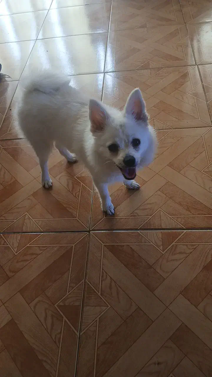 سگ پامر|سگ|کرج, کمال‌شهر|دیوار