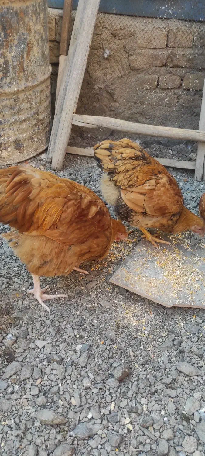 خروس ویاندوت بوف|حیوانات مزرعه|مشهد, ویلاشهر|دیوار