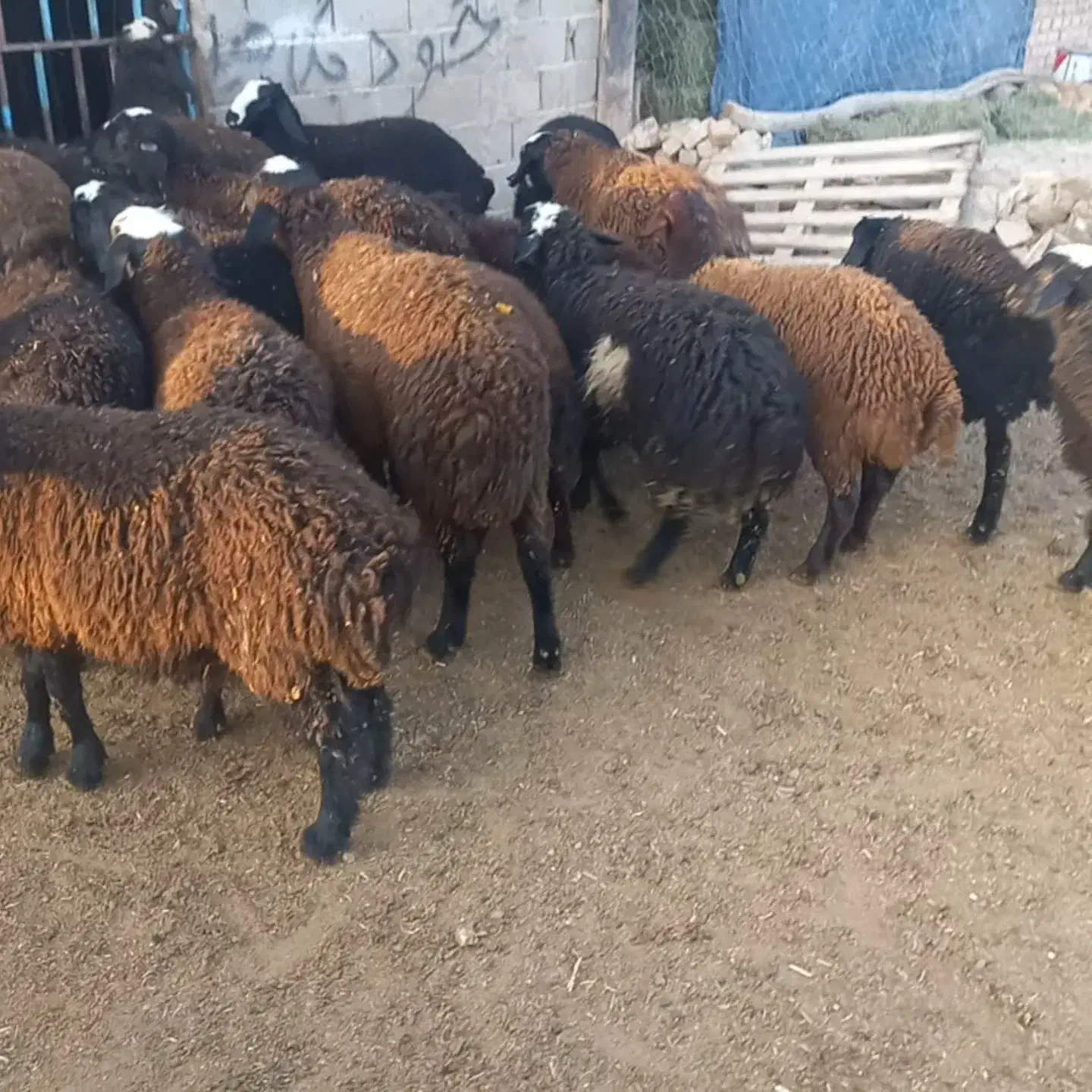 بره پروار|حیوانات مزرعه|قیدار, |دیوار