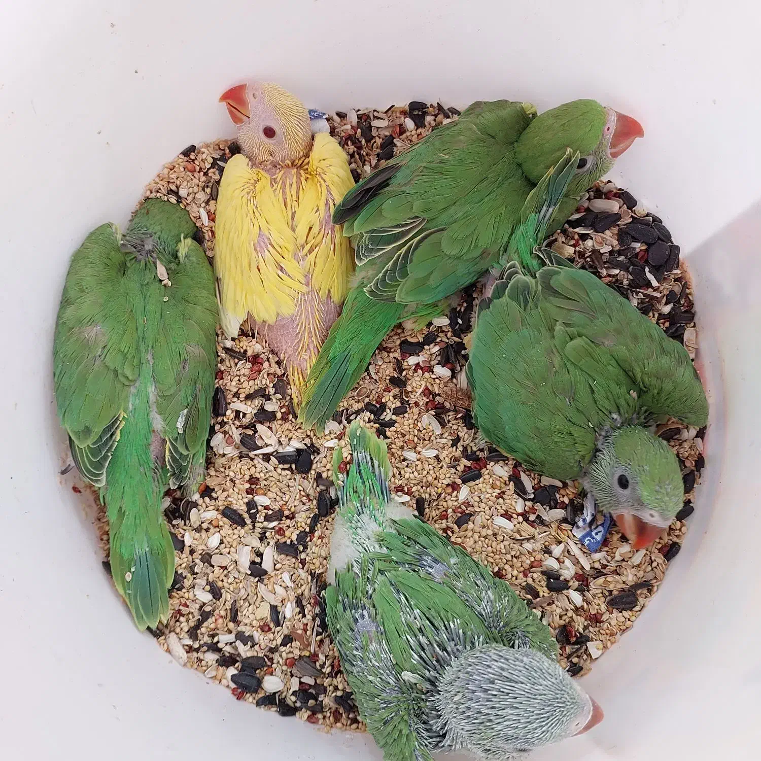 جوجه سرلاکی ملنگو|پرنده|بندر کنگان, |دیوار