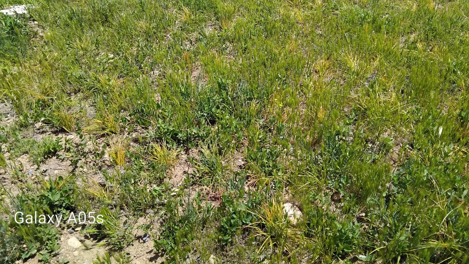 فروش زمین کشاورزی در کمیجان|فروش زمین و ملک کلنگی|کمیجان, |دیوار