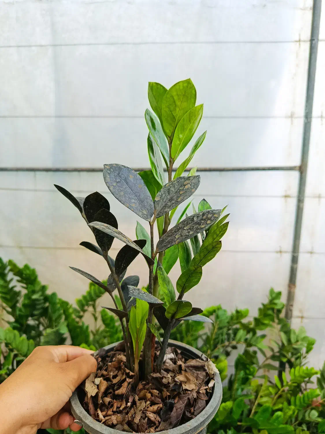 زاموفیلیا بلک سطل ۳|گل و گیاه طبیعی|بابل, |دیوار