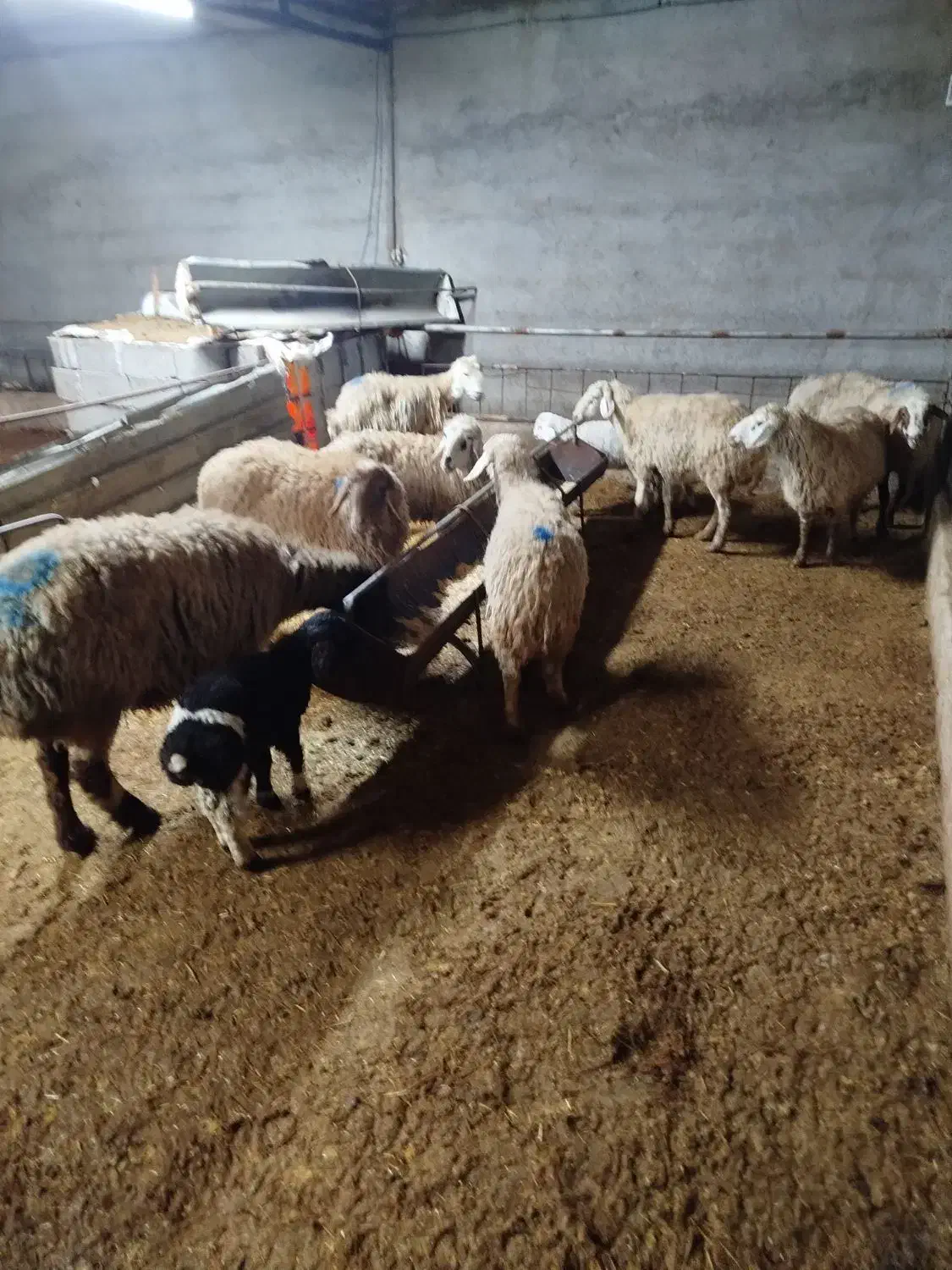 میش فروشی|حیوانات مزرعه|خوسف, |دیوار