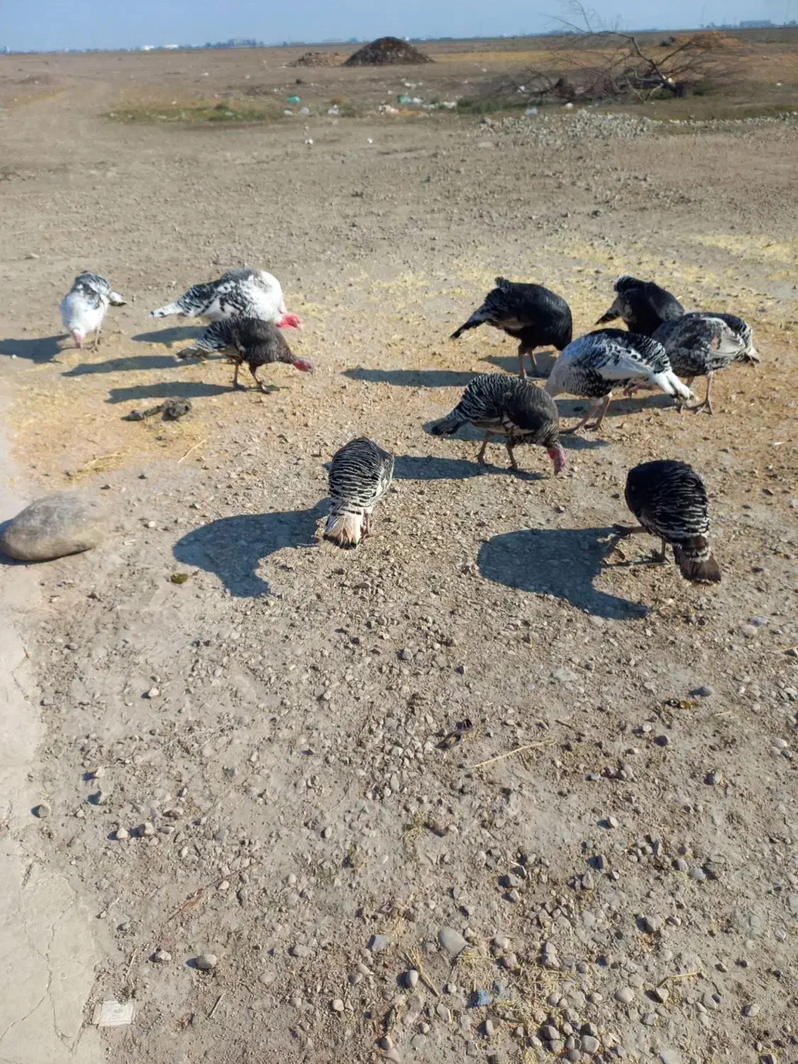 بوقلمون محلی|حیوانات مزرعه|گنبد کاووس, |دیوار