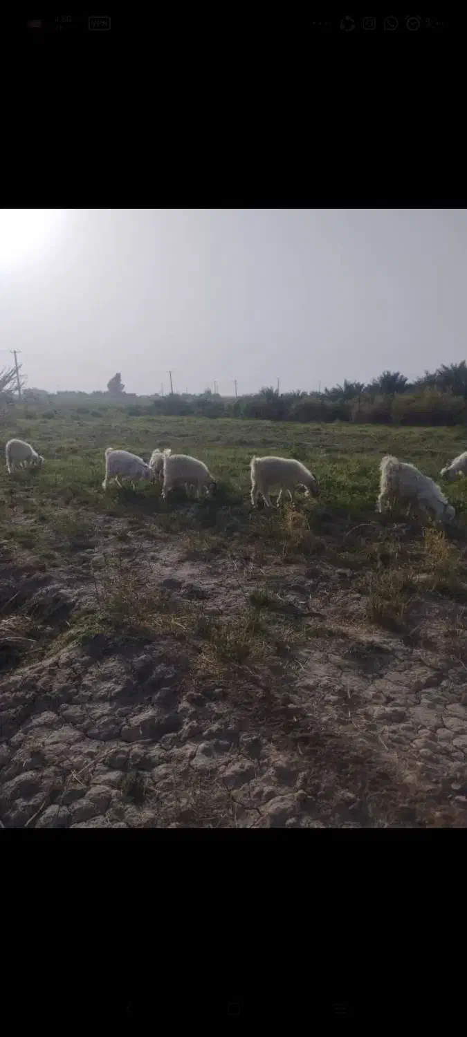 کهره فروشی|حیوانات مزرعه|ارزوئیه, |دیوار