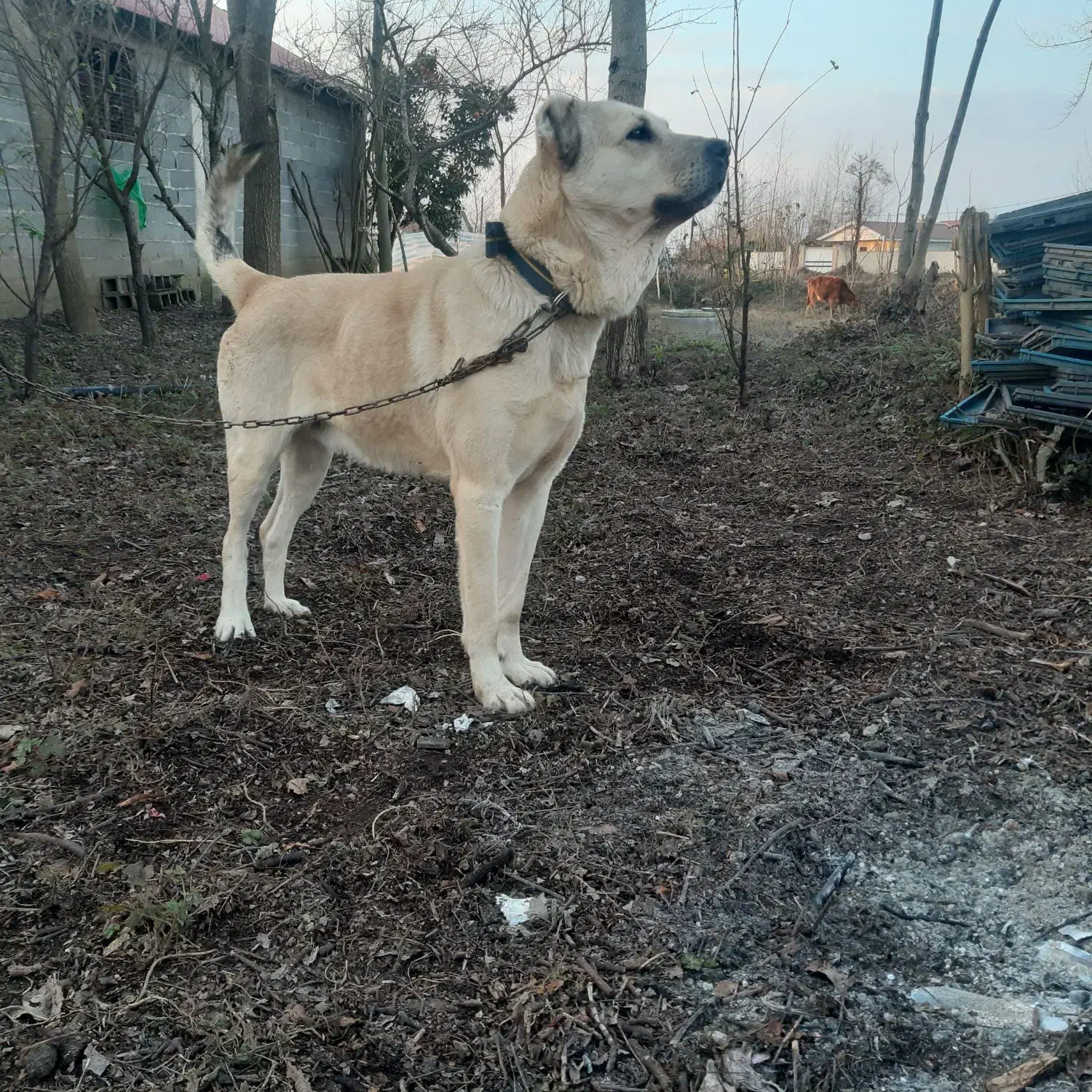 سگ سرابی|سگ|رشت, کوی امام رضا|دیوار