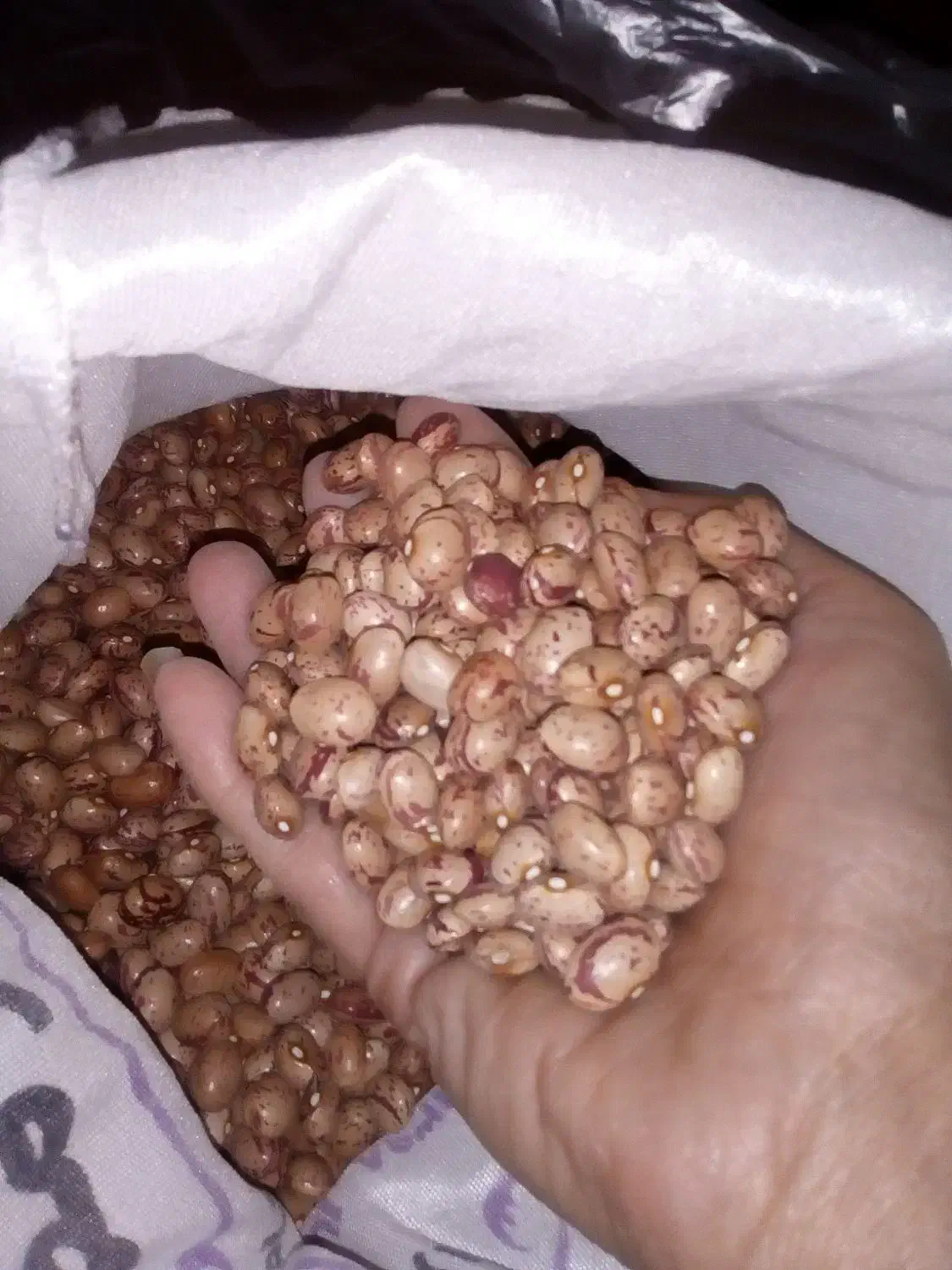 لوبیا چیتی. عدس. آلو|عمده‌فروشی|ابهر, |دیوار