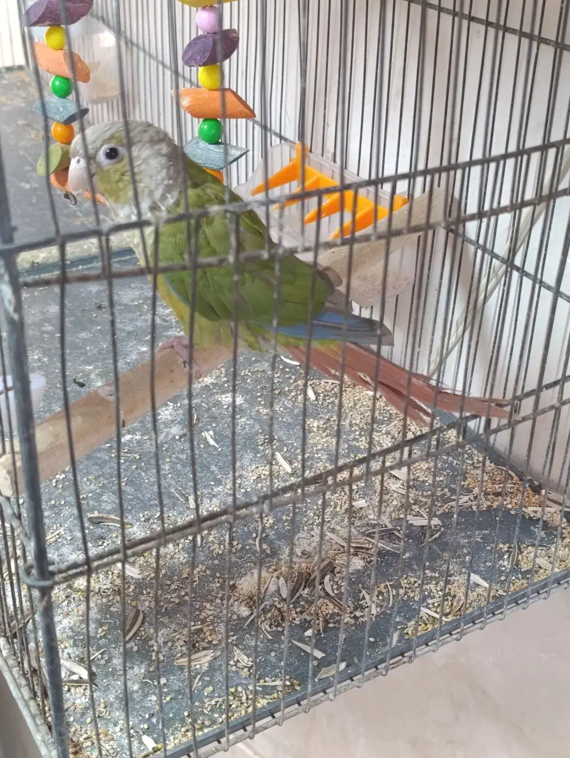 گرینجیک|پرنده|قم, باغ اشرافی|دیوار