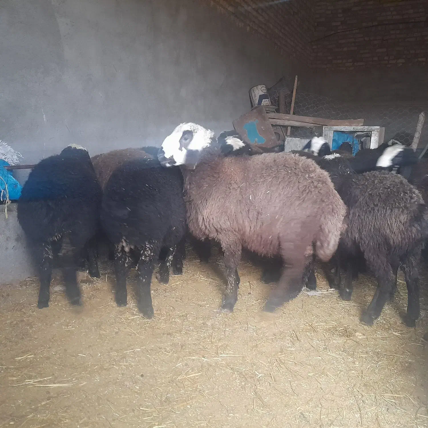 بره نر|حیوانات مزرعه|خرمدشت, |دیوار