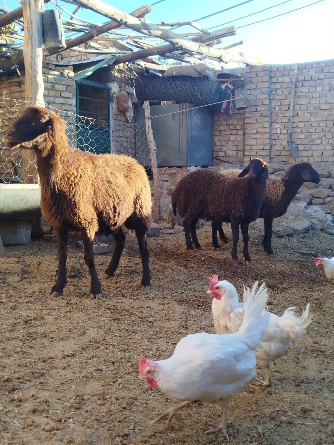 میش و بره ماده بز|حیوانات مزرعه|نیشابور, فخریه|دیوار