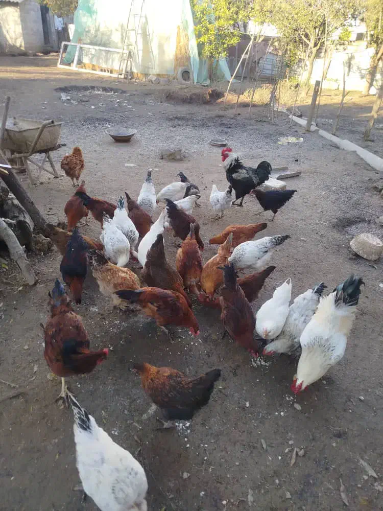 مرغ و خروس|حیوانات مزرعه|آمل, |دیوار