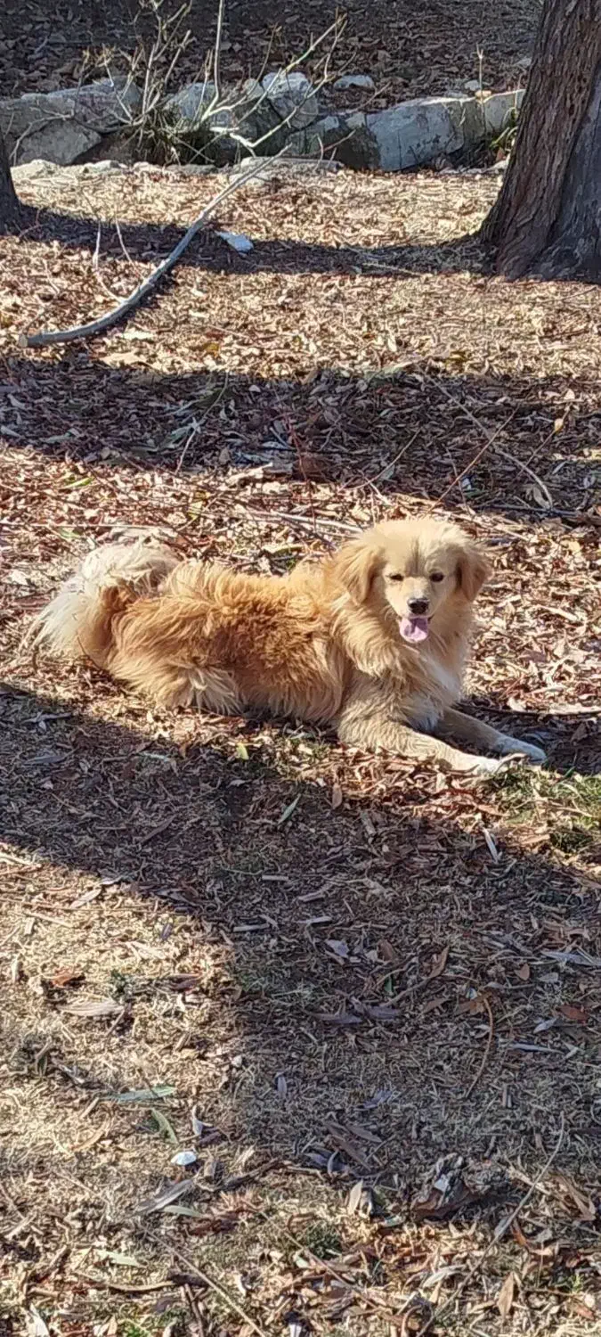 سگ پامر|سگ|نهاوند, |دیوار