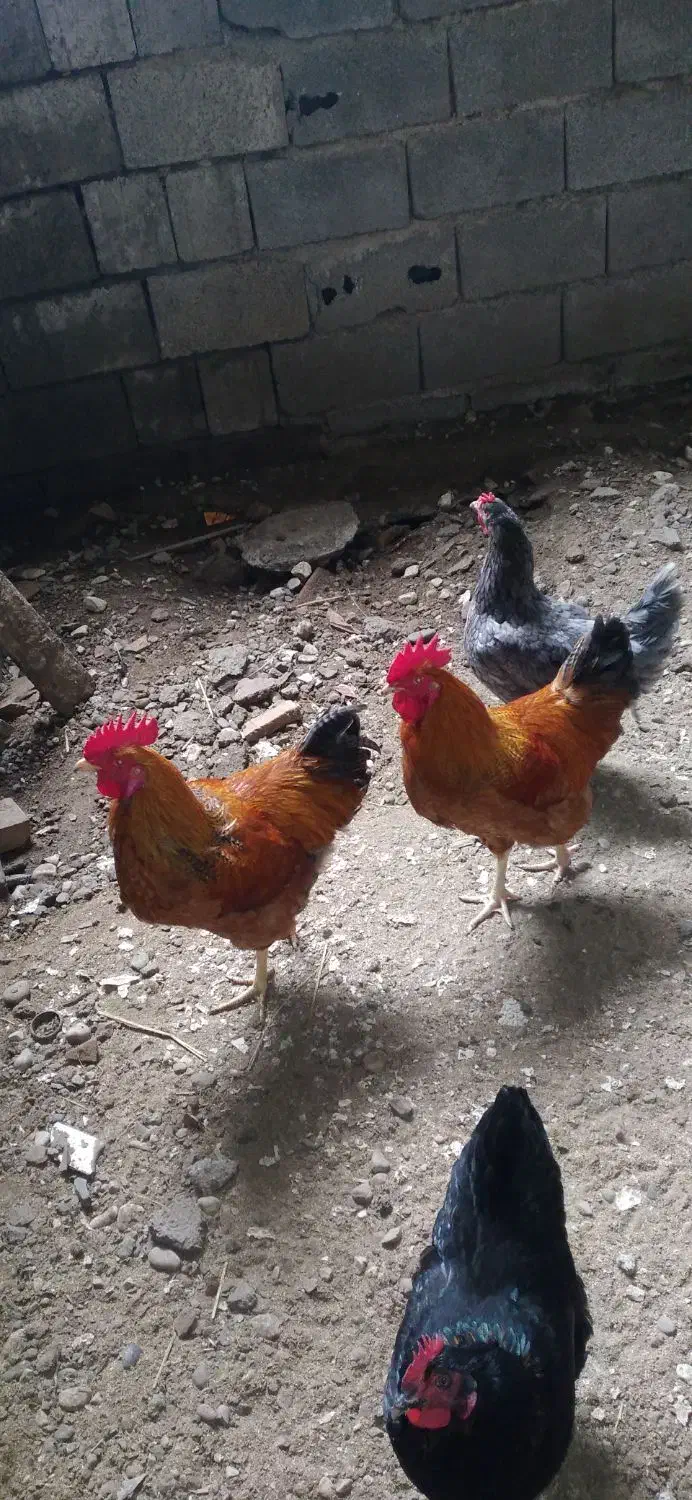 ۲عدد خروس|حیوانات مزرعه|نوشهر, |دیوار