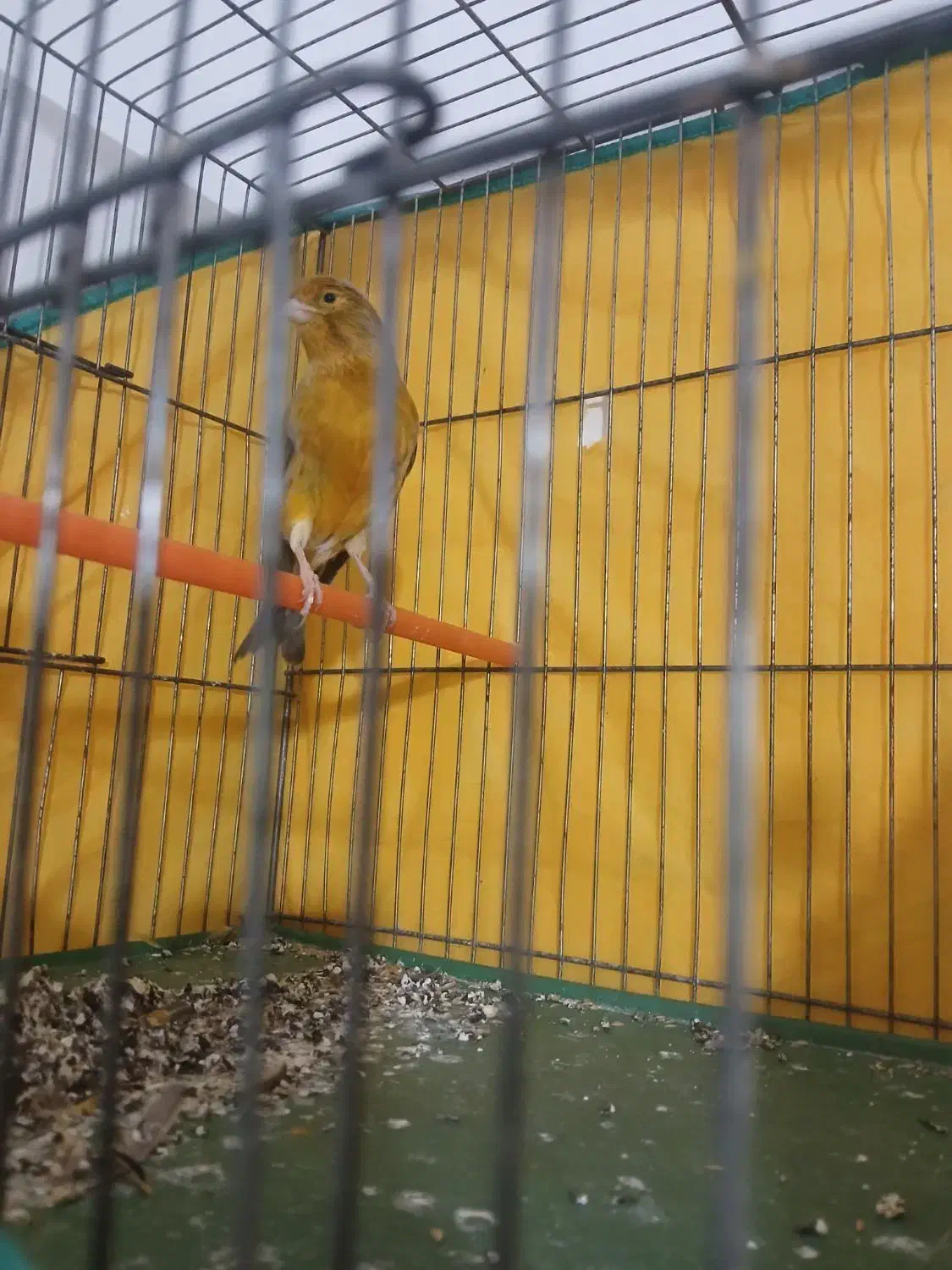 قناری تو سرخ اوپال به شرط جوجه دهی وخواندن بی وقفه|پرنده|قره چای, |دیوار