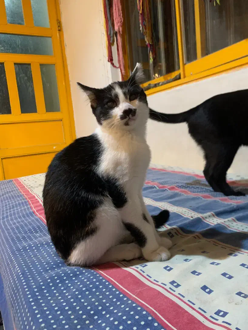 واگذاری|گربه|نوشهر, |دیوار