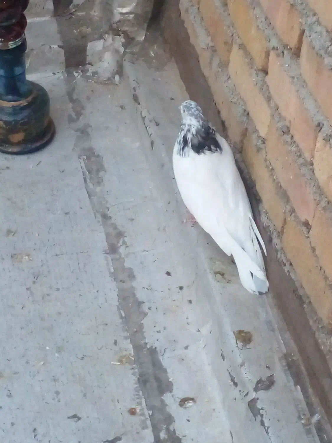 نر جوزی|حیوانات|بروجرد, |دیوار