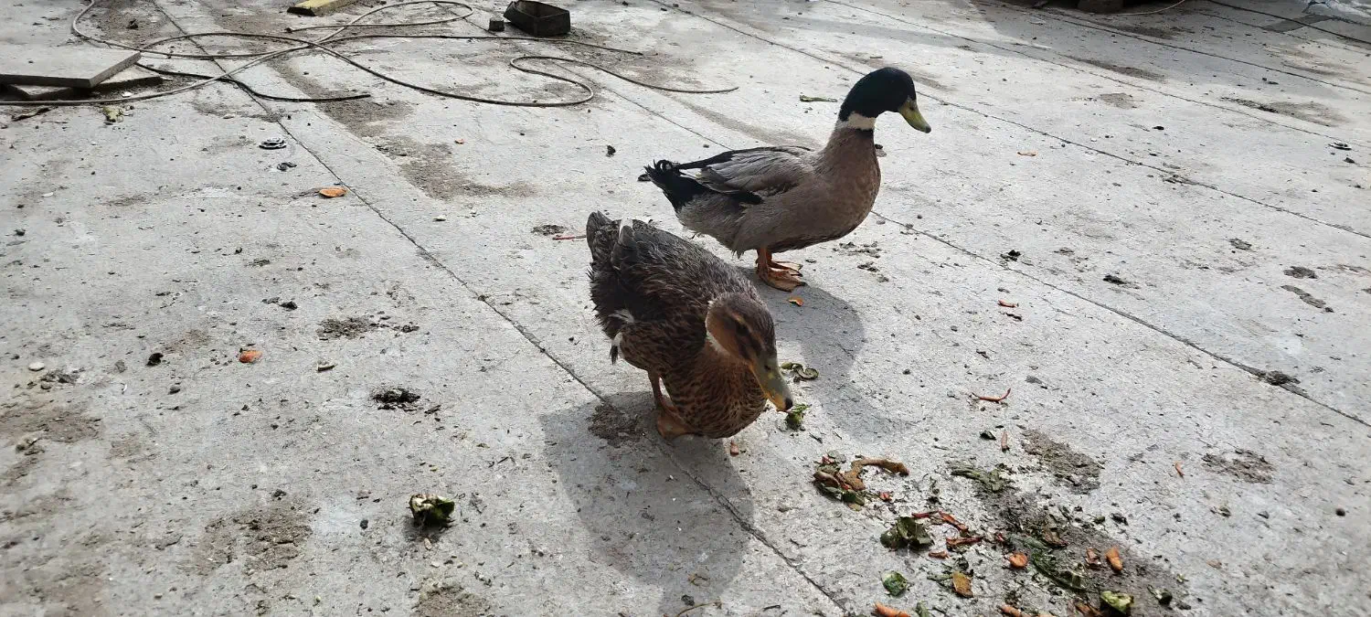 اردک رسمی|حیوانات مزرعه|ماهدشت, |دیوار