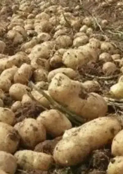 ۲۰۰ کیلو سیب زمینی|خوردنی و آشامیدنی|نورآباد, |دیوار