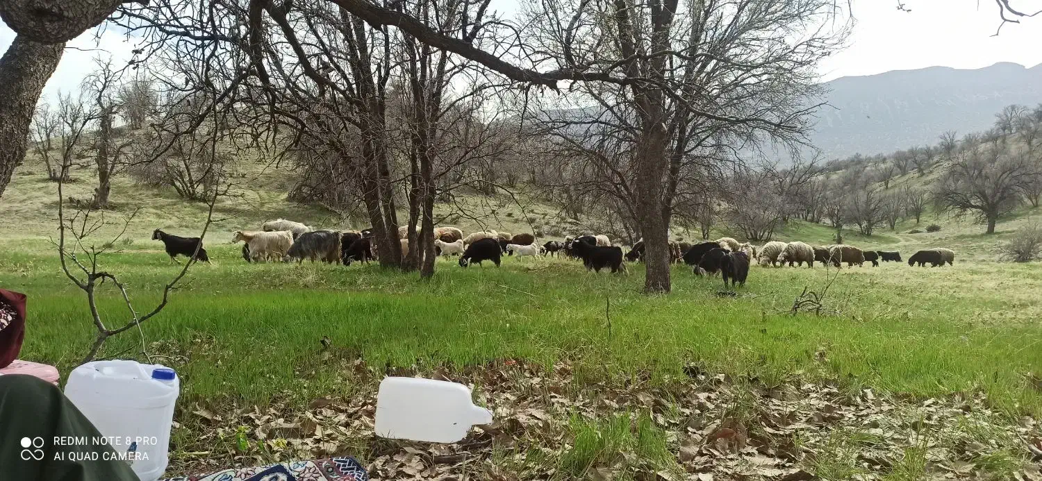 کاه یونجه|حیوانات مزرعه|یاسوج, |دیوار