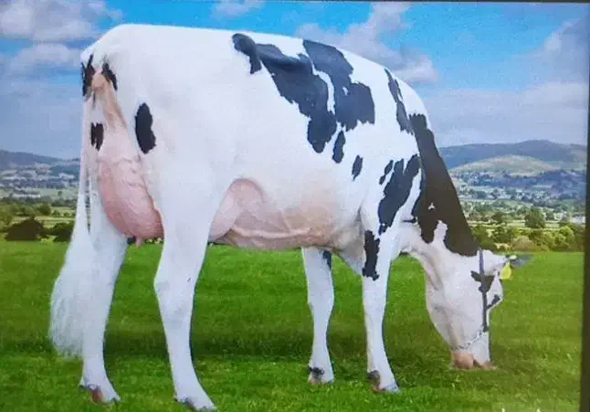 ۳کارگر جهت کاردرگاوداری|استخدام صنعتی، فنی، مهندسی|قزوین, |دیوار