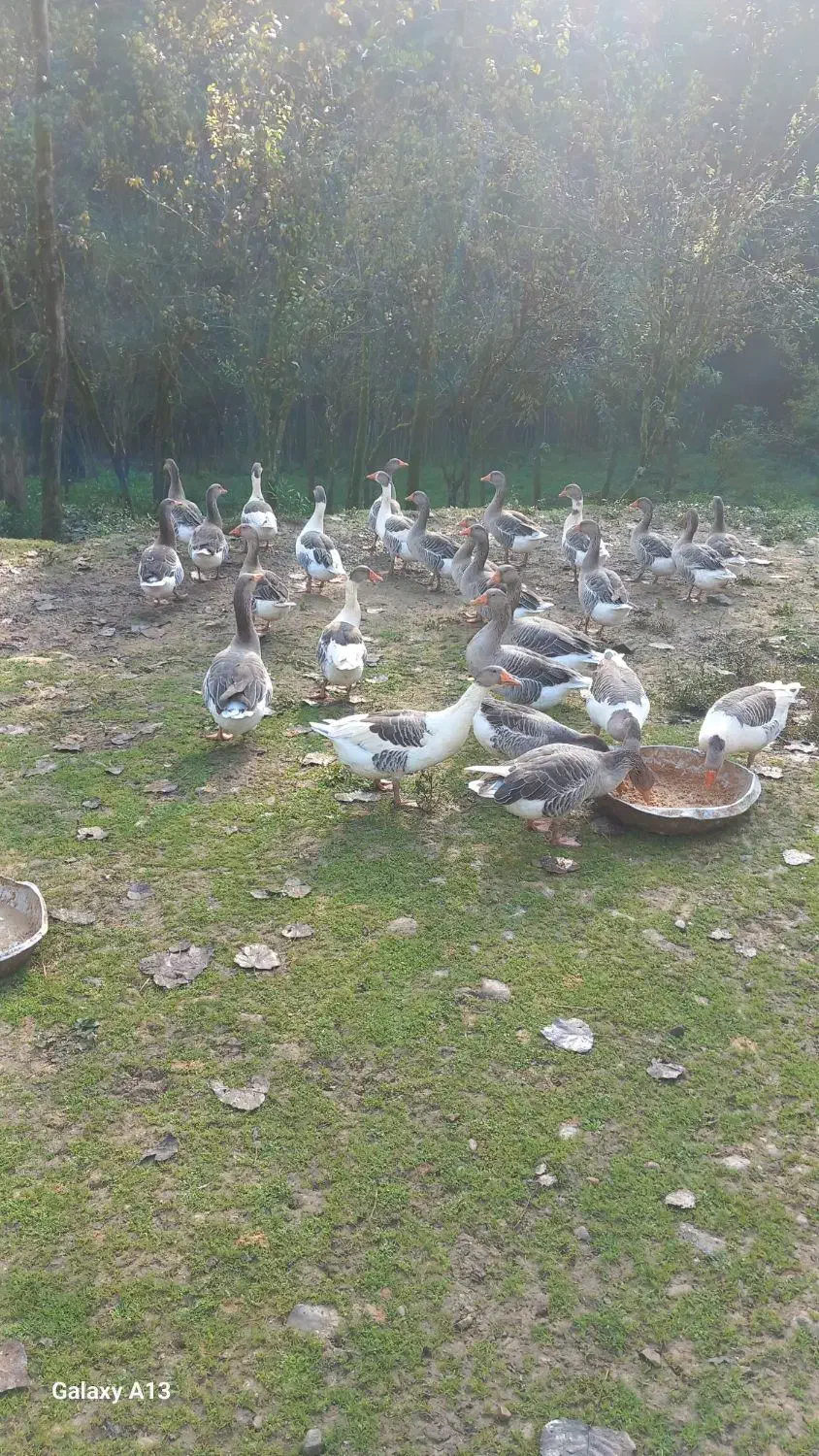 فروش غاز|حیوانات مزرعه|سیاهکل, |دیوار