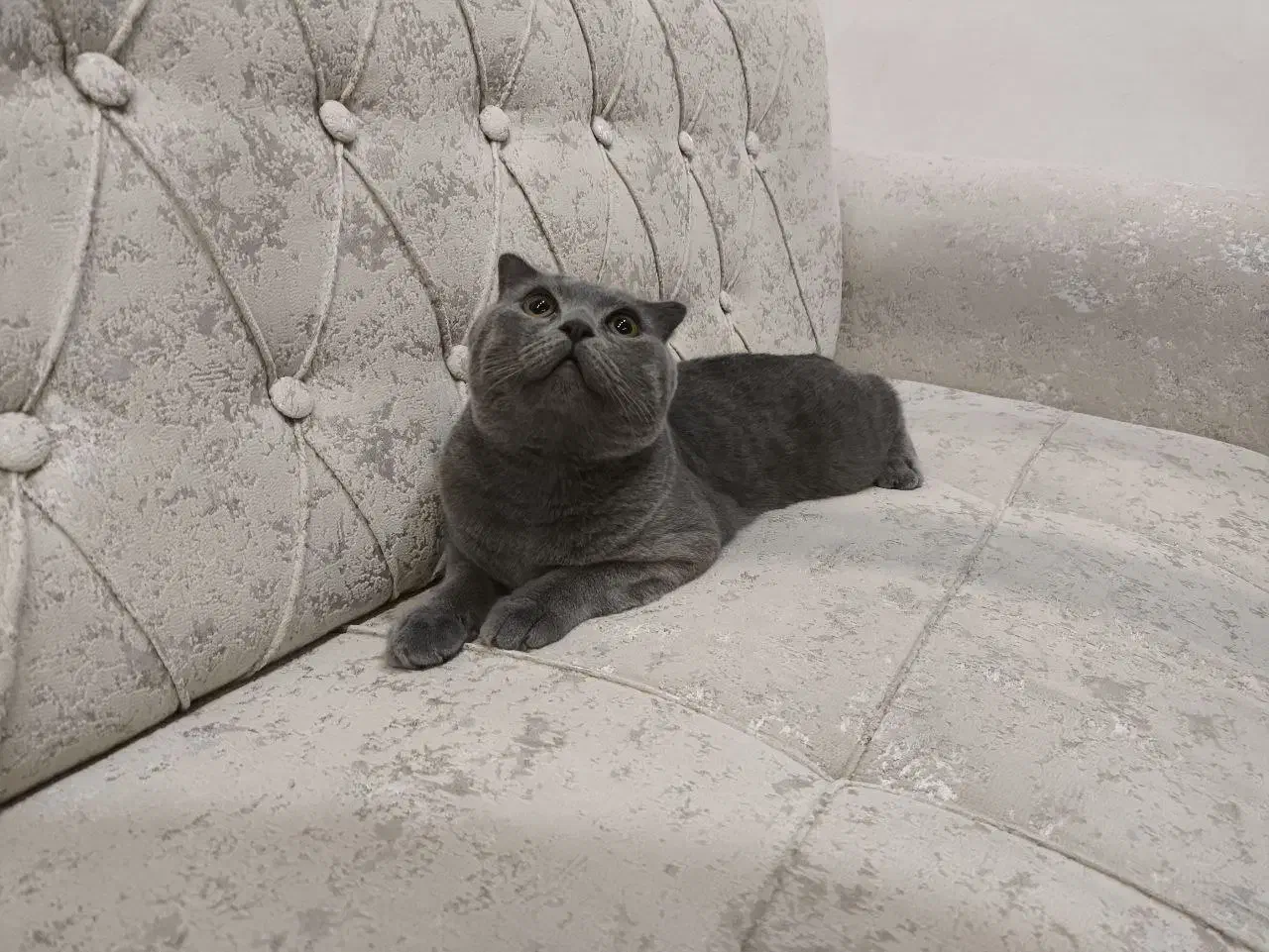 گربه نر ۸ ماهه اسکاتیش فولد|گربه|بابلسر, |دیوار