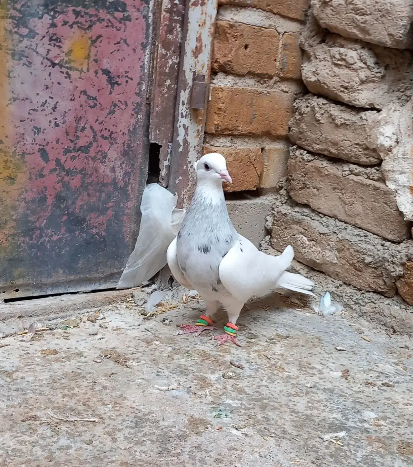 طوقی بید مشکی|پرنده|سنقر, |دیوار