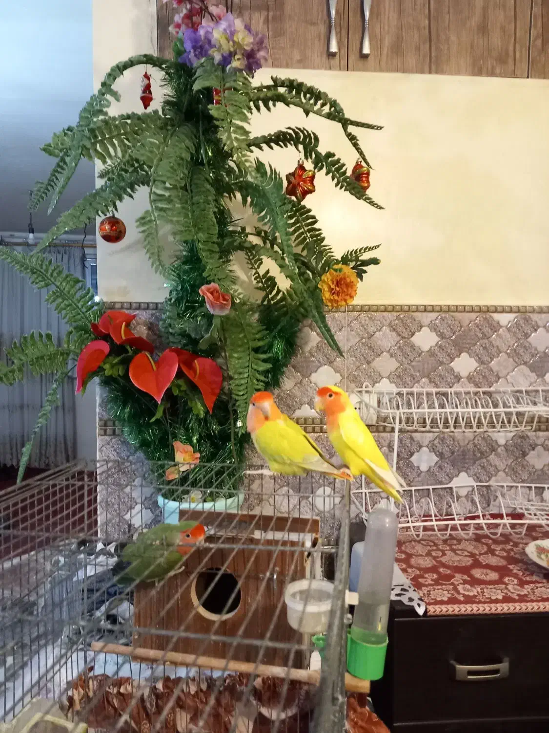 پرنده|پرنده|تبریز, |دیوار