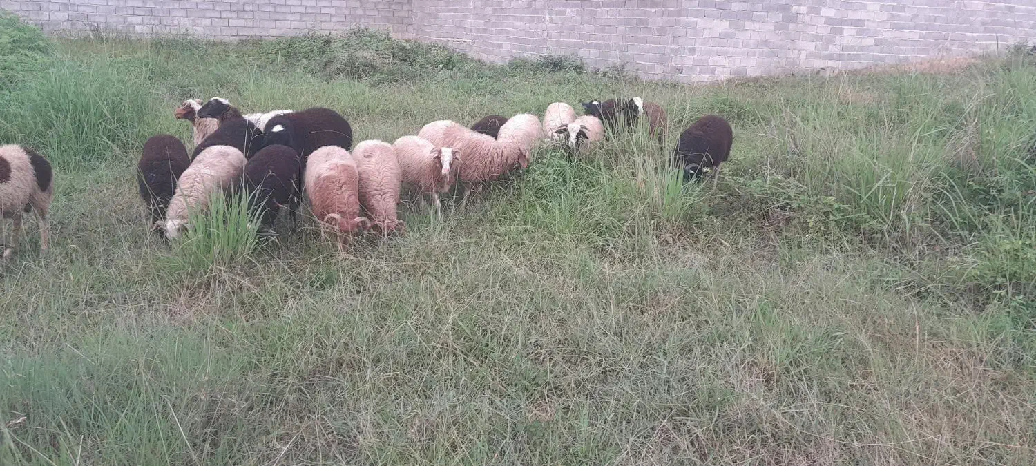 بره نر سالم|حیوانات مزرعه|نوشهر, |دیوار