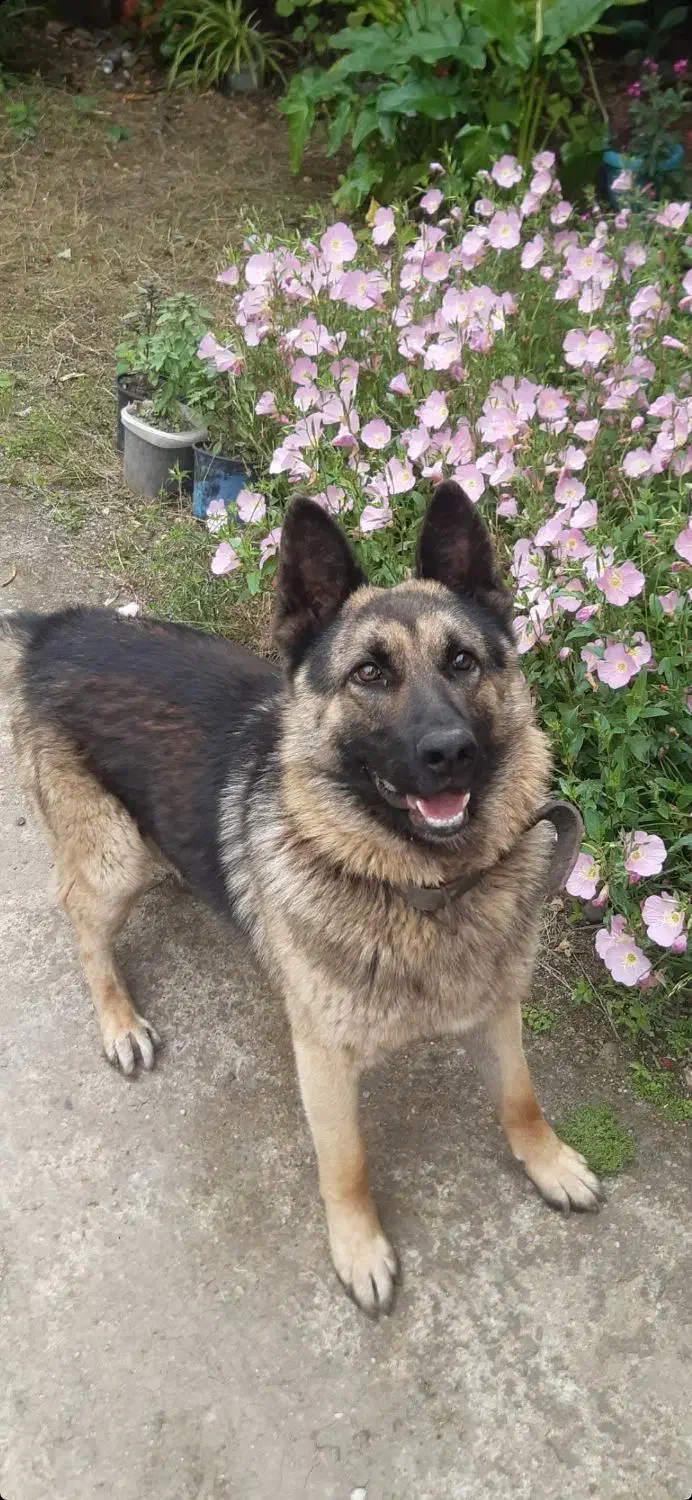 سگ ژرمن عالی|سگ|آستانه اشرفیه, |دیوار