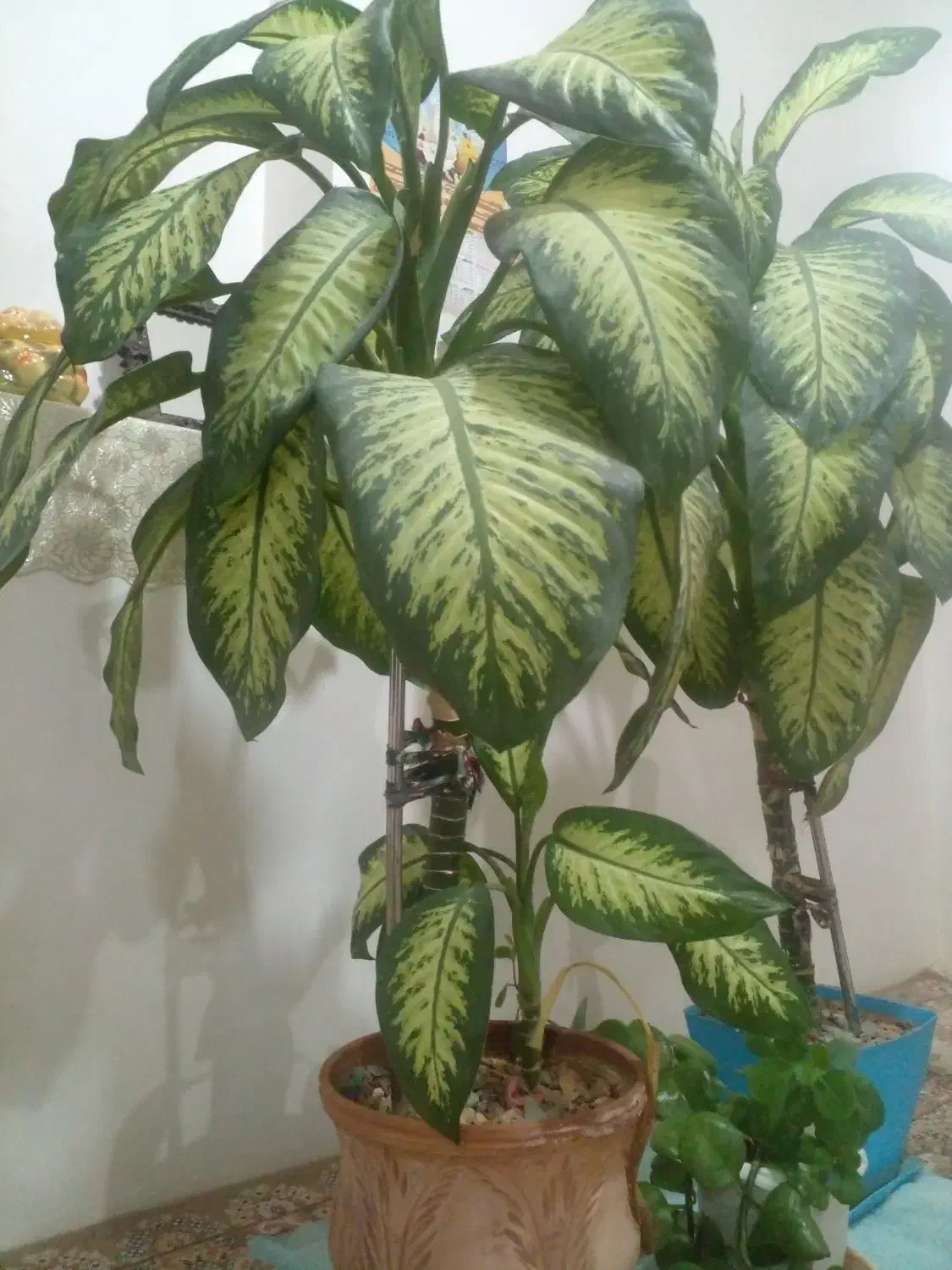 گل فروشی|گل و گیاه طبیعی|لنجان, |دیوار