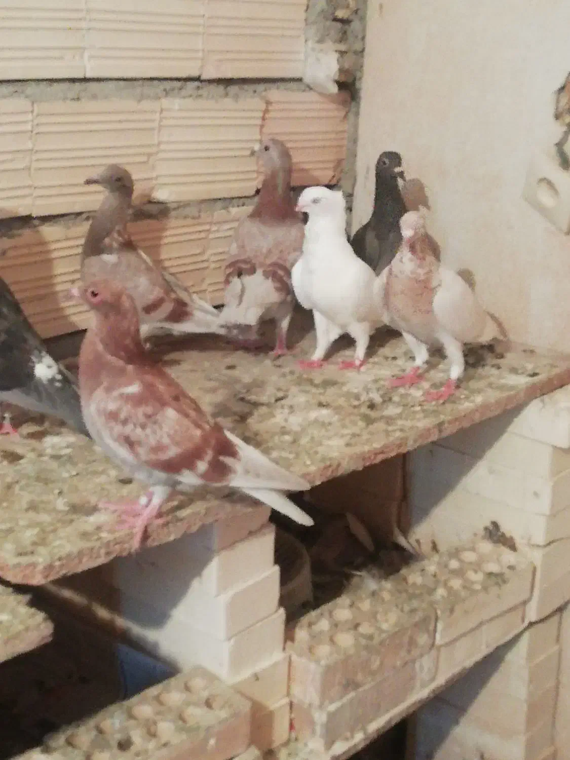 کبوتر|پرنده|شوشتر, |دیوار