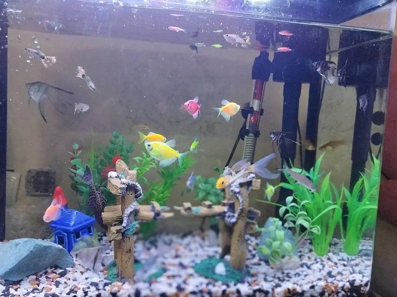 آکواریوم ماهیران|ماهی|قرچک, میرزائی جنوبی|دیوار