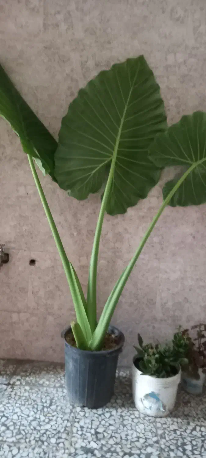 گل بابا ادم|گل و گیاه طبیعی|سیاهکل, |دیوار