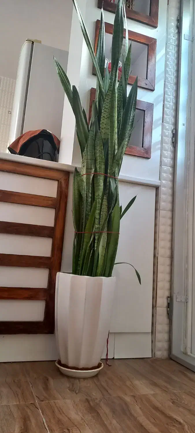 سه عدد گل و گلدان زیبا|گل و گیاه طبیعی|مرودشت, پشت سایپا|دیوار