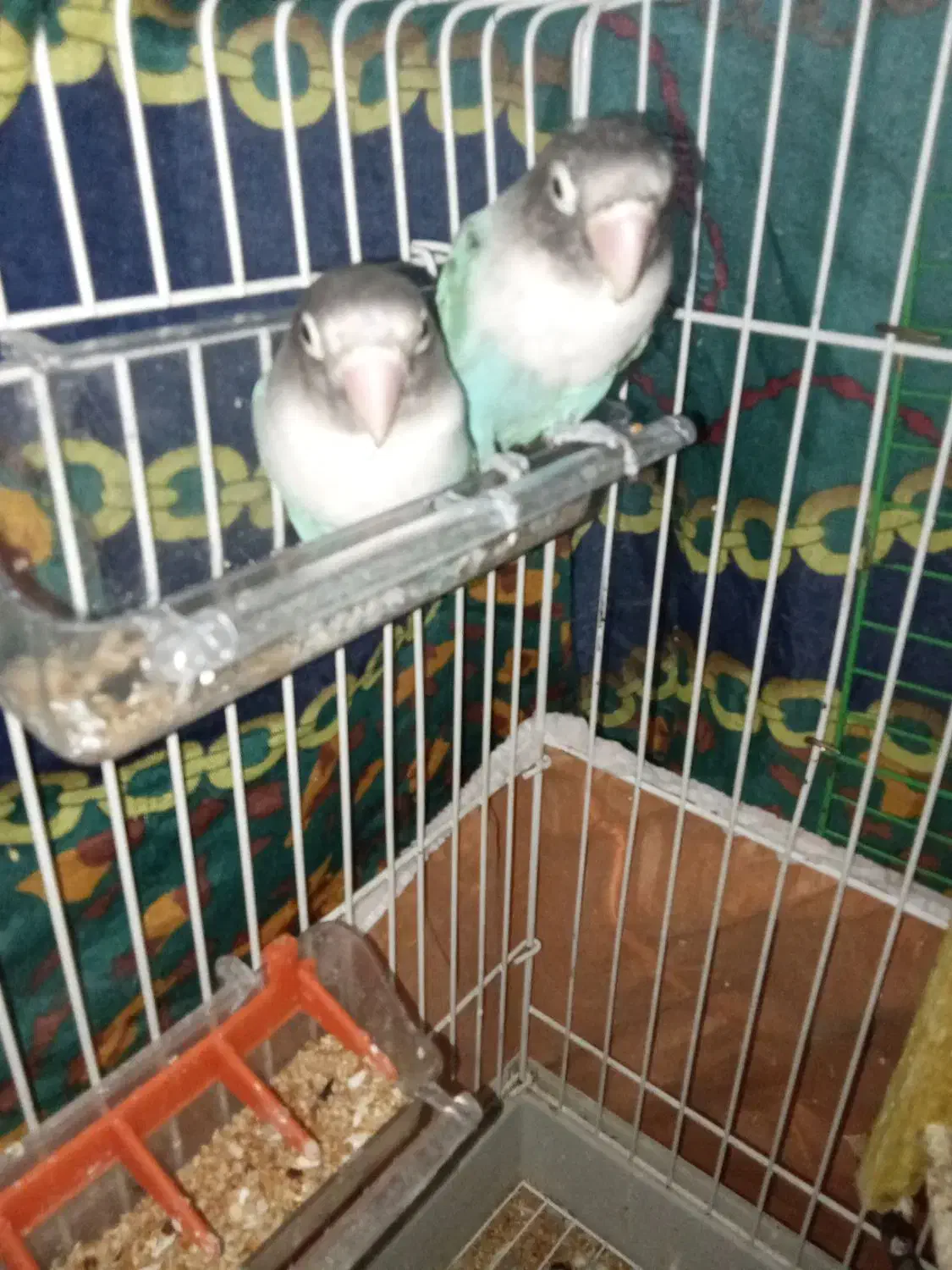 یک طوطی برزیلی کاربونی|پرنده|ارومیه, |دیوار