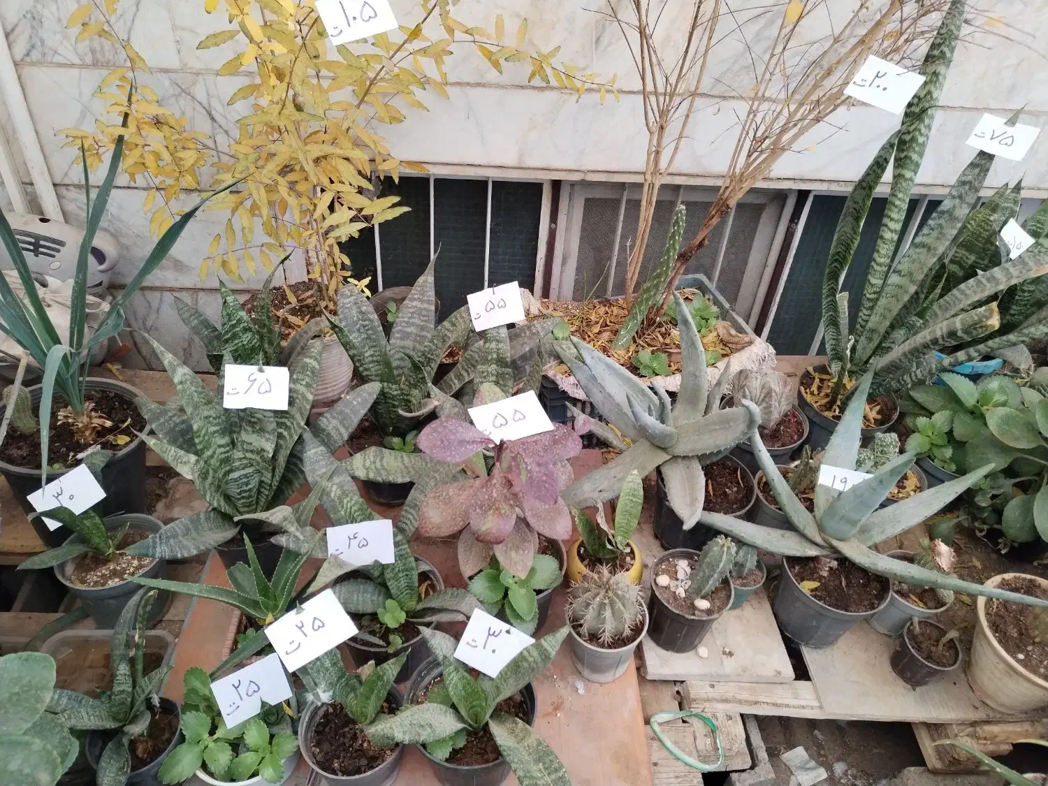 گل وگیاه نصف قیمت بازار|گل و گیاه طبیعی|یزد, |دیوار