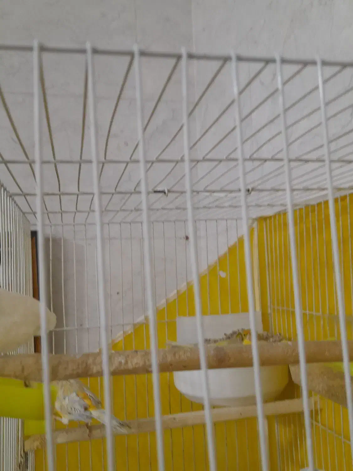 قناری رسمی سرخ مولد روی تخم|پرنده|مشهد, تلگرد|دیوار