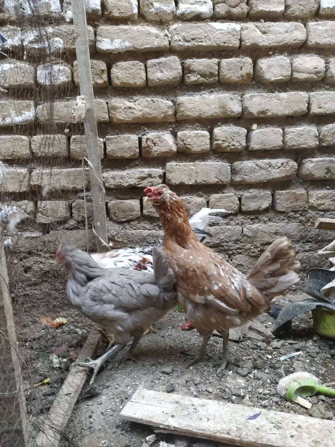 مرغ و خروس گلین|حیوانات مزرعه|مشهد, شهید شهریاری|دیوار