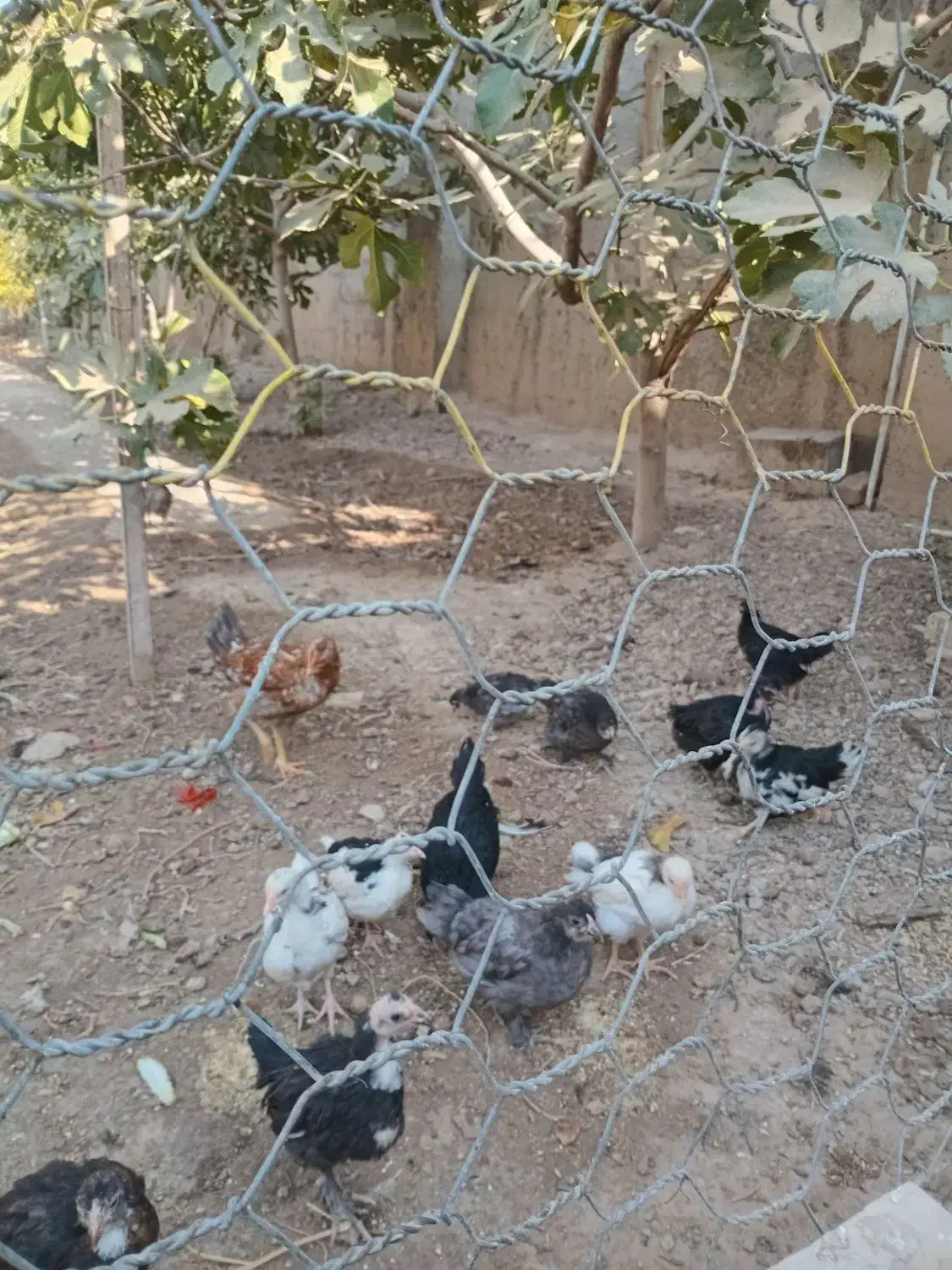 تخم مرغ نطفه دار|حیوانات مزرعه|قرچک, صالح آباد|دیوار