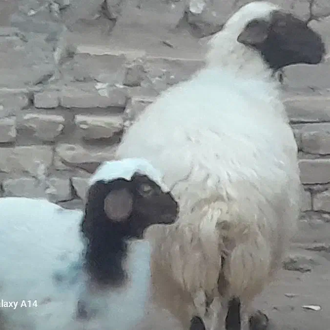 شیشک زائیده با بره ماده|حیوانات مزرعه|آران و بیدگل, |دیوار