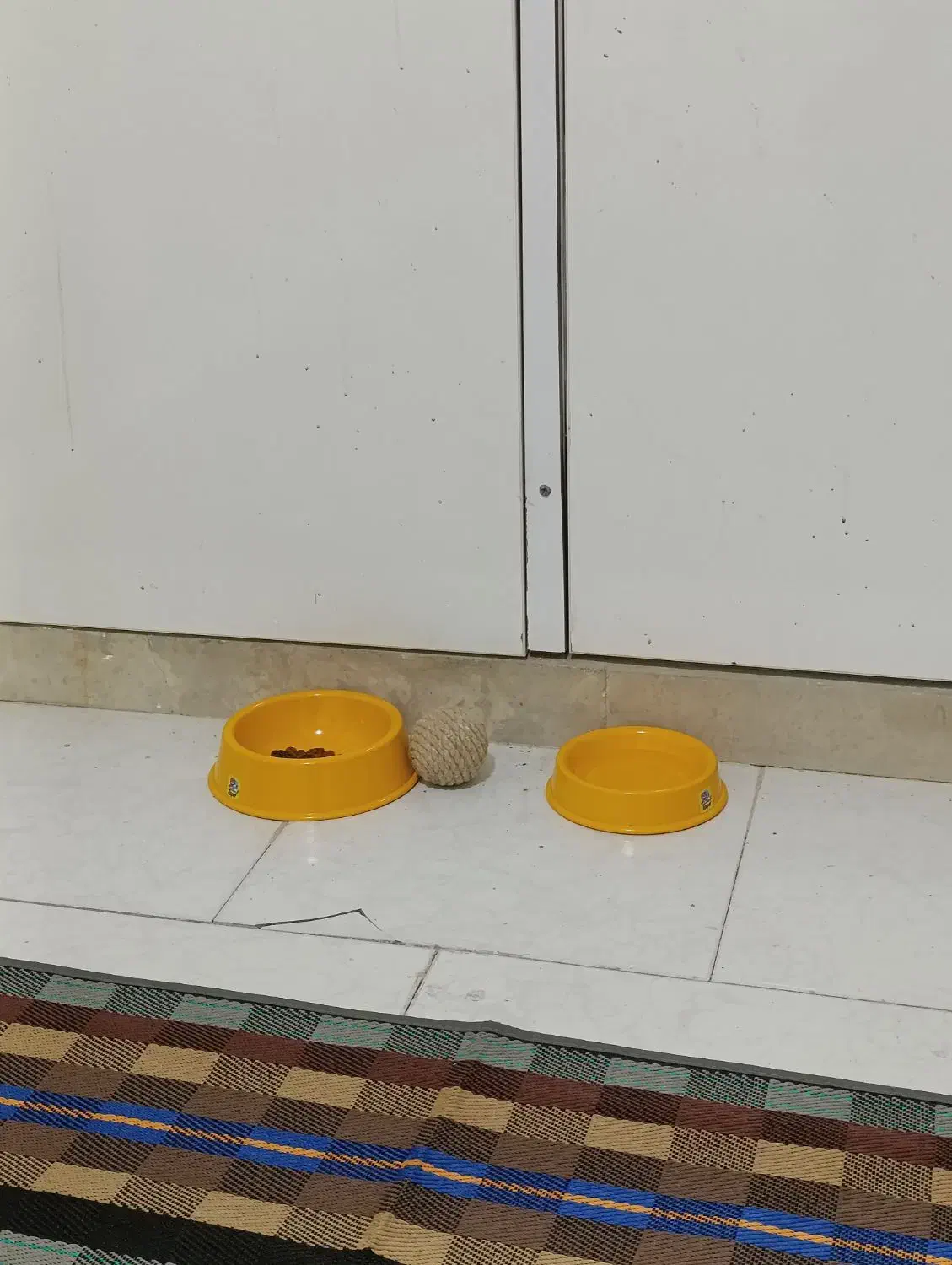 گربه|گربه|اسلام‌شهر, شهرک سالور|دیوار