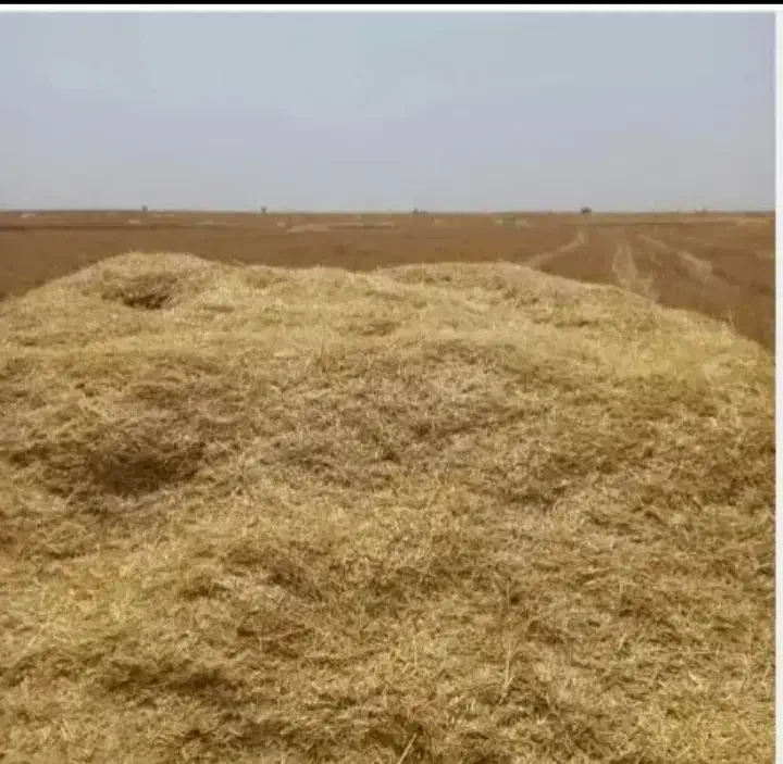 فروش کاه گندم|لوازم جانبی حیوانات|کوهنانی, |دیوار